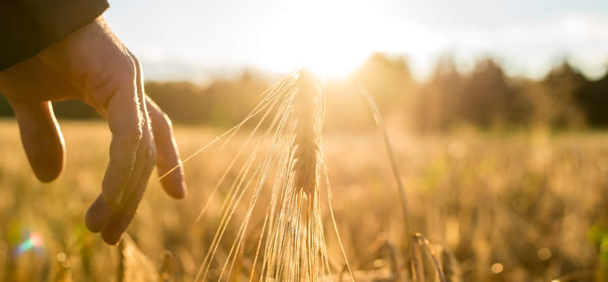 article photo of a man reaching out to touch wheat in the sunrise a depiction of humanity’s essence by Dr. Sam Goldstein