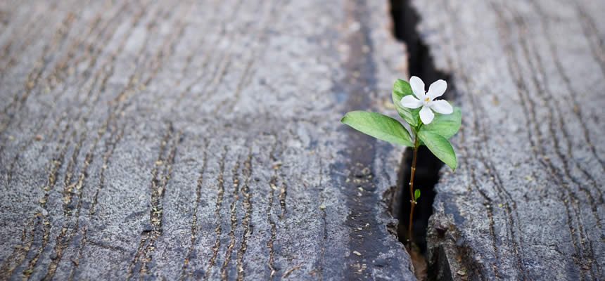 article photo about resilience by Dr. Sam Goldstein